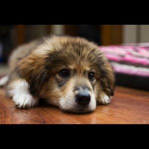 Meet your Posher, Wilson